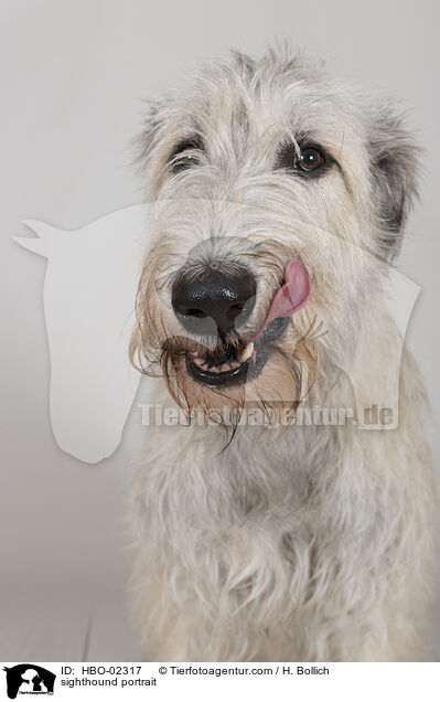 sighthound portrait / HBO-02317