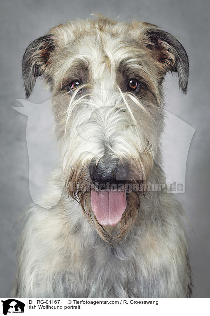 Irish Wolfhound portrait / RG-01167