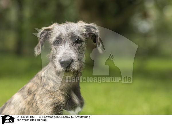 Irish Wolfhound portrait / SK-01403