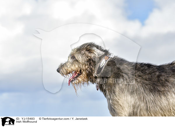 Irish Wolfhound / YJ-15483
