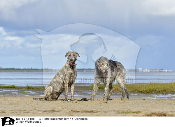 2 Irish Wolfhounds / YJ-15488