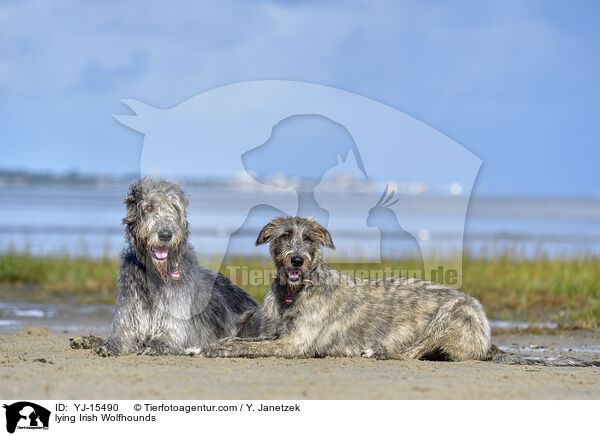 lying Irish Wolfhounds / YJ-15490