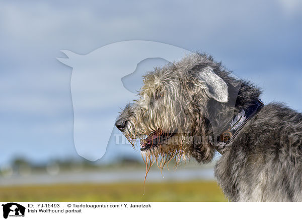 Irish Wolfhound portrait / YJ-15493