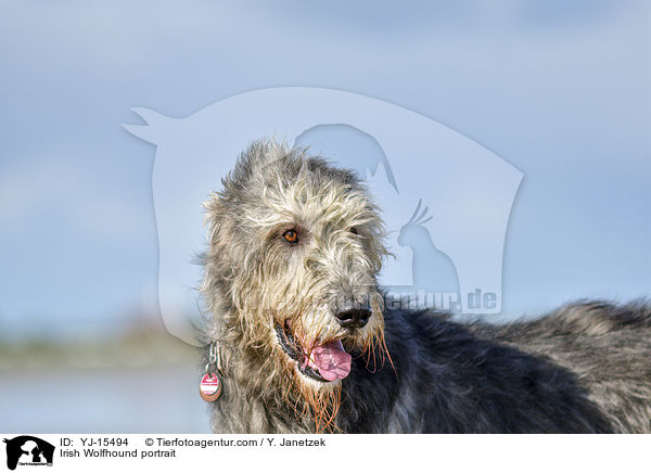 Irish Wolfhound portrait / YJ-15494