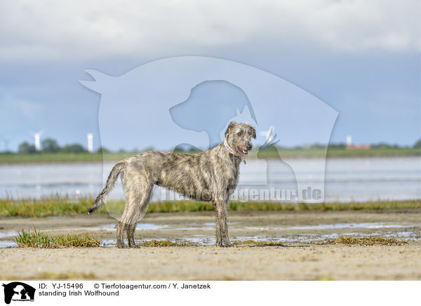 standing Irish Wolfhound / YJ-15496