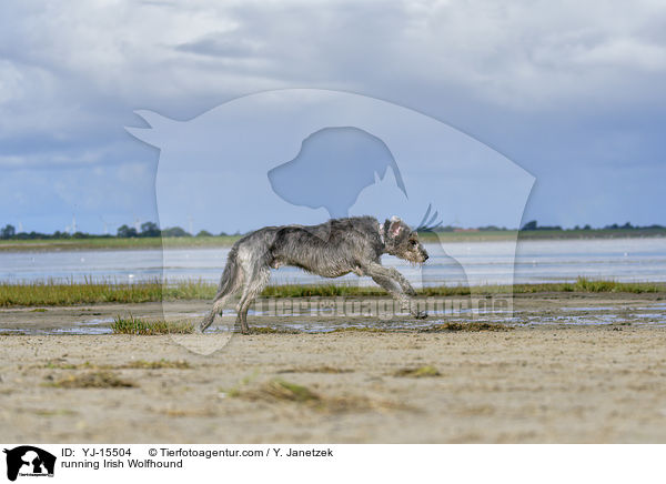 running Irish Wolfhound / YJ-15504