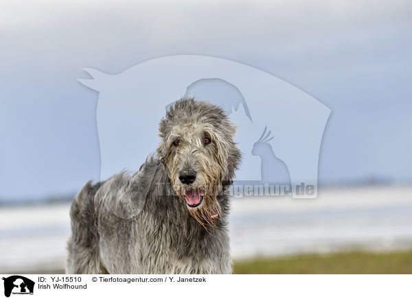 Irish Wolfhound / YJ-15510