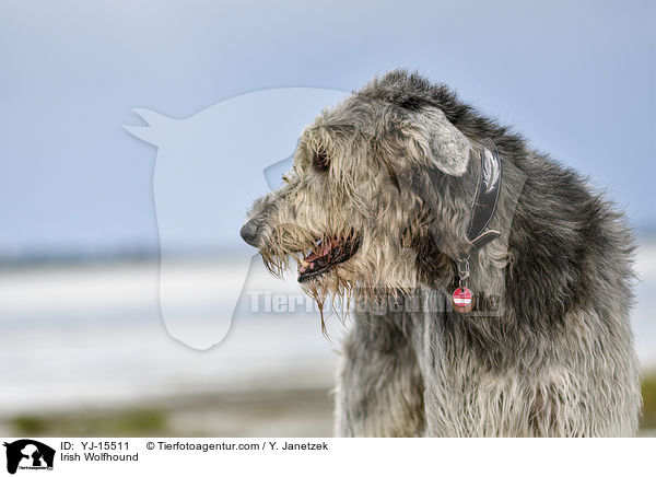 Irish Wolfhound / YJ-15511