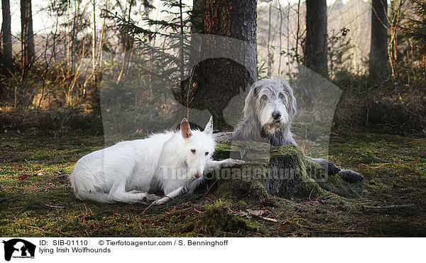 lying Irish Wolfhounds / SIB-01110