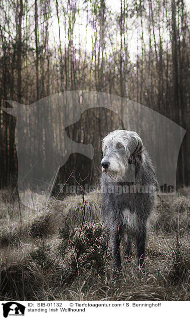 standing Irish Wolfhound / SIB-01132