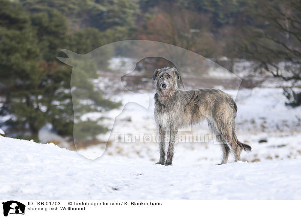 standing Irish Wolfhound / KB-01703