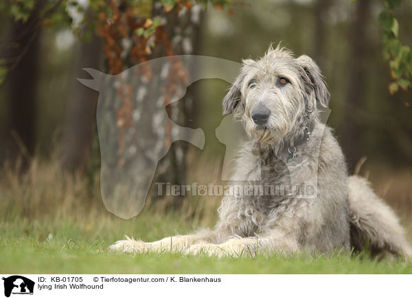 lying Irish Wolfhound / KB-01705
