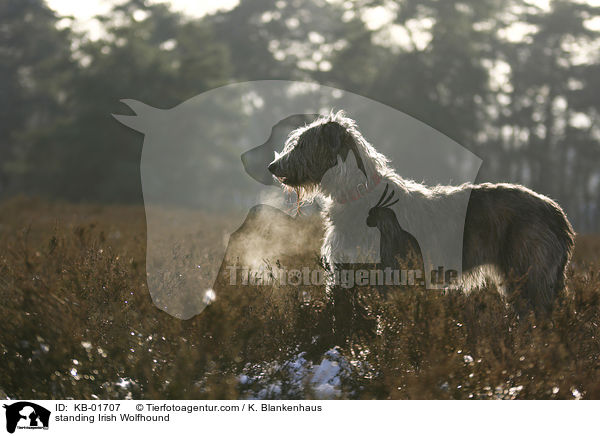 standing Irish Wolfhound / KB-01707