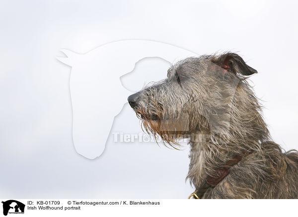 Irish Wolfhound portrait / KB-01709