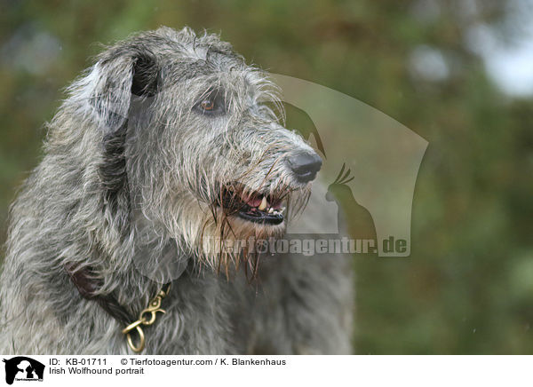 Irish Wolfhound portrait / KB-01711