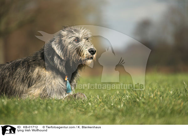 lying Irish Wolfhound / KB-01712