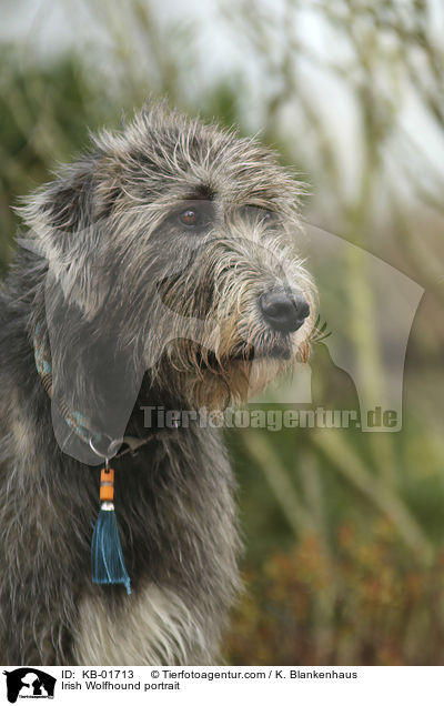 Irish Wolfhound portrait / KB-01713