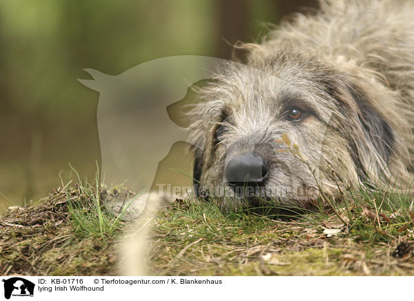 lying Irish Wolfhound / KB-01716