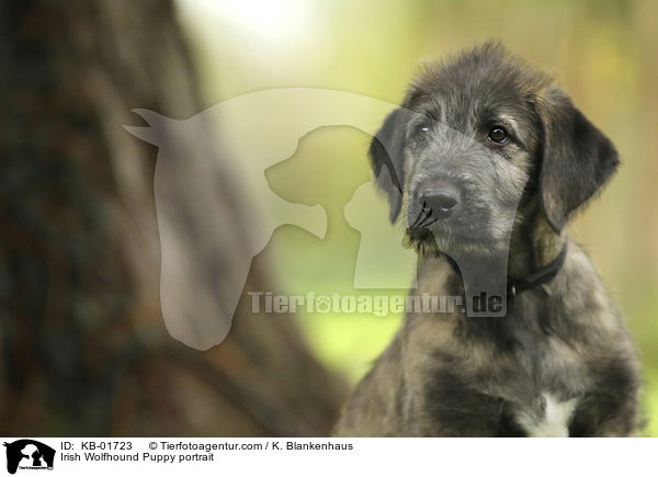 Irish Wolfhound Puppy portrait / KB-01723