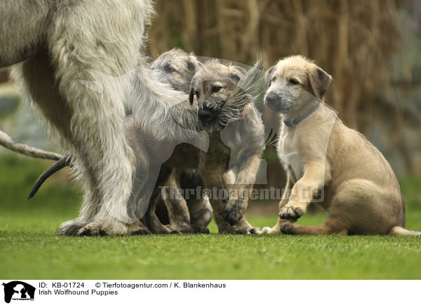 Irish Wolfhound Puppies / KB-01724