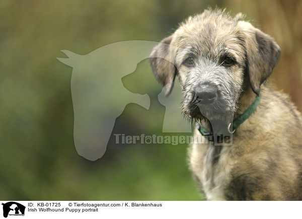 Irish Wolfhound Puppy portrait / KB-01725