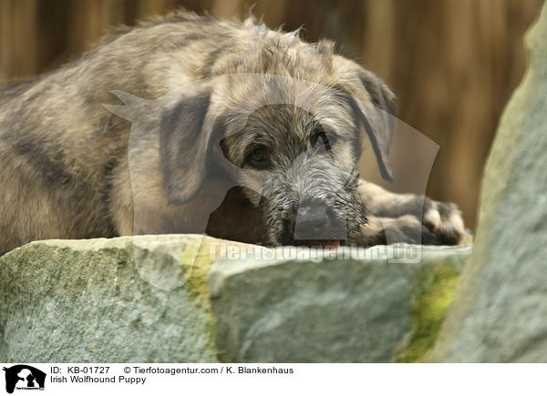 Irish Wolfhound Puppy / KB-01727