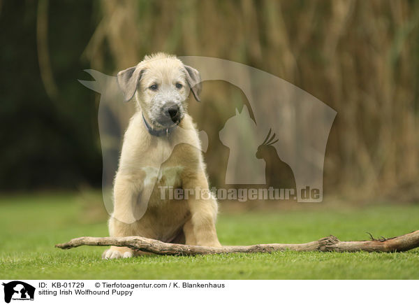 sitting Irish Wolfhound Puppy / KB-01729