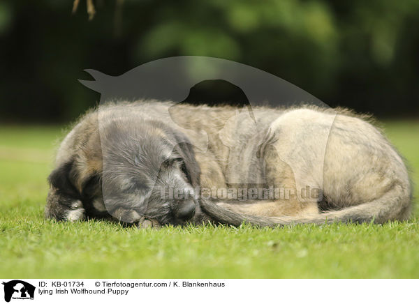 lying Irish Wolfhound Puppy / KB-01734