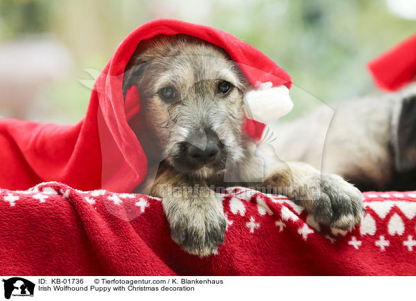 Irish Wolfhound Puppy with Christmas decoration / KB-01736