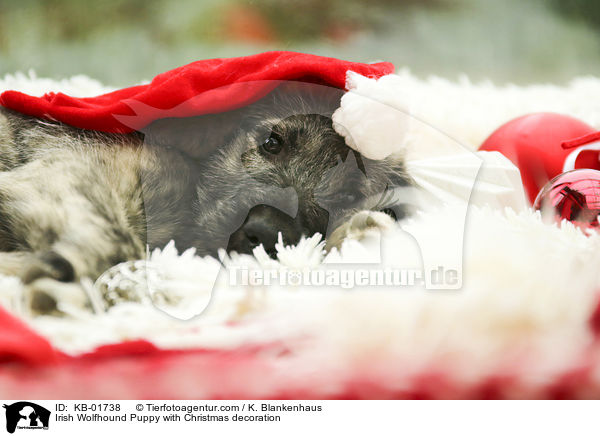 Irish Wolfhound Puppy with Christmas decoration / KB-01738