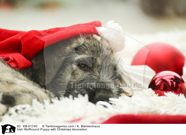 Irish Wolfhound Puppy with Christmas decoration / KB-01740