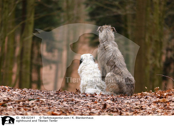 sighthound and Tibetan Terrier / KB-02341