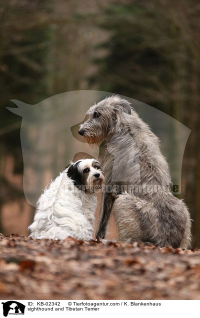 sighthound and Tibetan Terrier / KB-02342