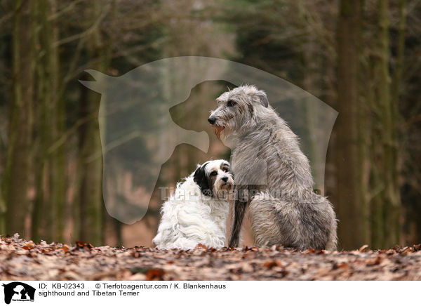 sighthound and Tibetan Terrier / KB-02343