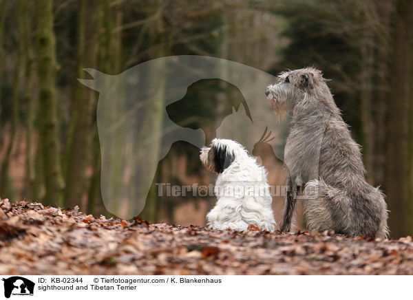 sighthound and Tibetan Terrier / KB-02344