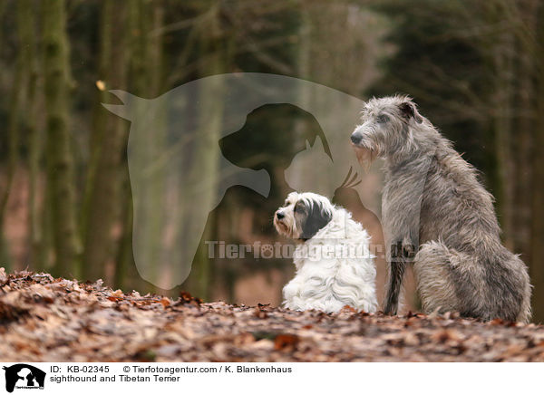 sighthound and Tibetan Terrier / KB-02345