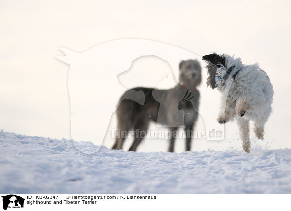 sighthound and Tibetan Terrier / KB-02347