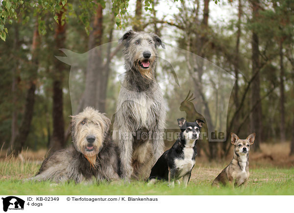 4 dogs / KB-02349