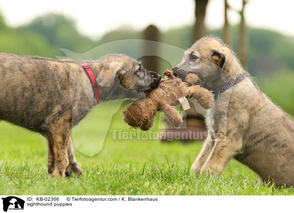 sighthound puppies / KB-02366