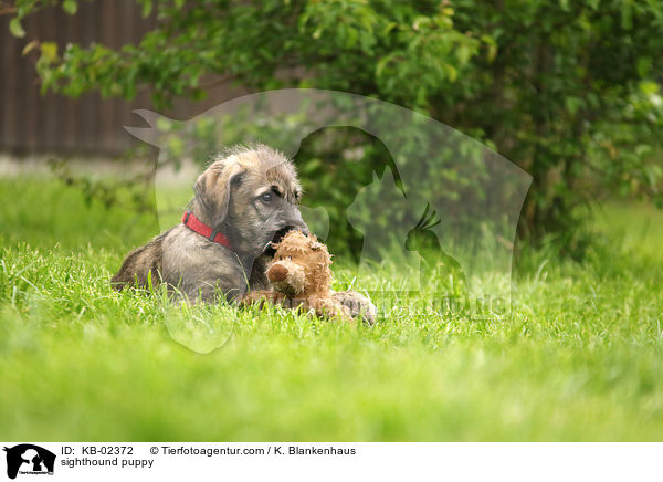 sighthound puppy / KB-02372