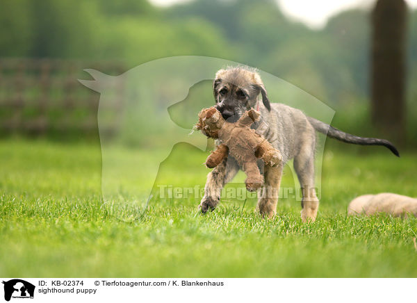 sighthound puppy / KB-02374