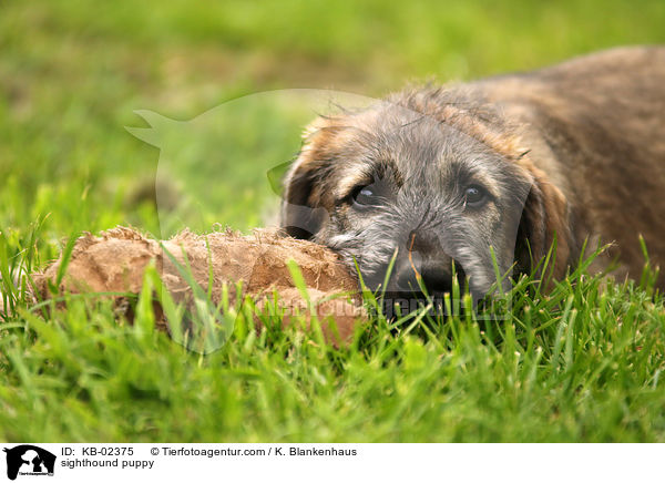 sighthound puppy / KB-02375
