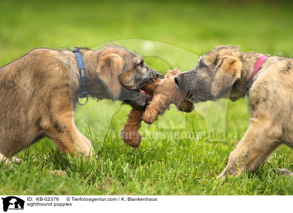 sighthound puppies / KB-02376