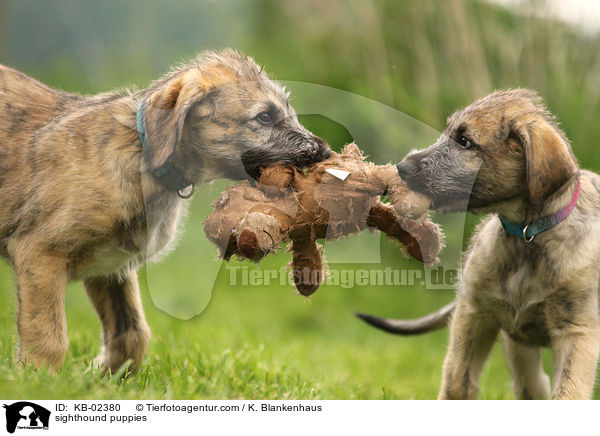 sighthound puppies / KB-02380