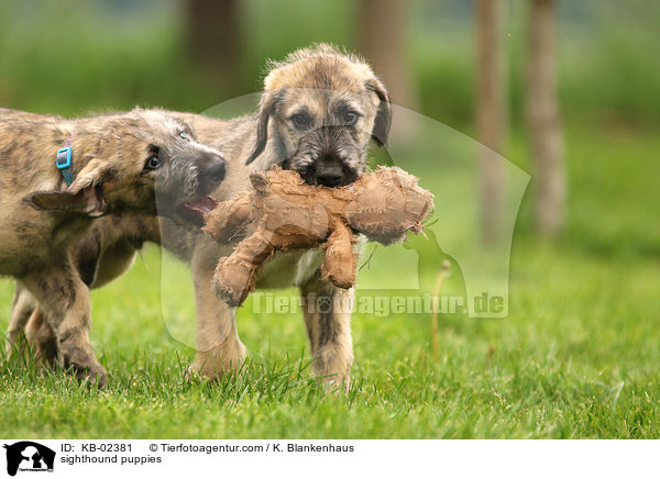 sighthound puppies / KB-02381