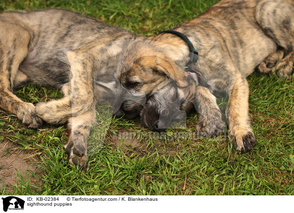 sighthound puppies / KB-02384