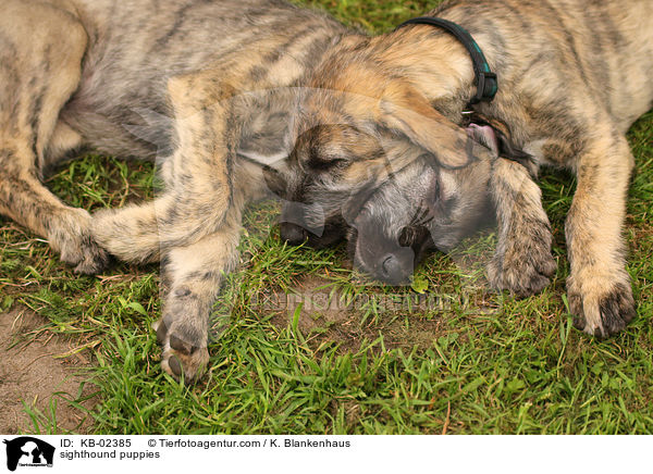 sighthound puppies / KB-02385