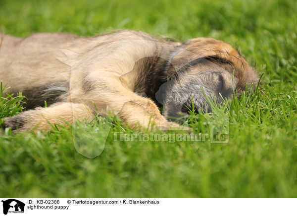 sighthound puppy / KB-02388