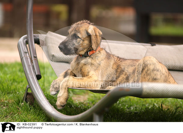 sighthound puppy / KB-02391