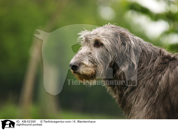sighthound portrait / KB-02395